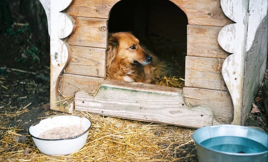 dog